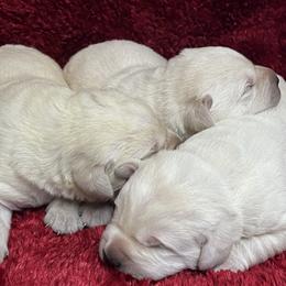 Yellow Male  1st pick - Yellow male Labrador Retriever puppy in Beaverdam, Virginia from Gold Heart Labradors