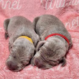 Red Collar - Silver gray female Weimaraner puppy in Kentucky from Willow Ridge Kennel