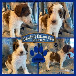 Ella's Navy Collar Girl - Parti female Poodle puppy in Charlo, Montana from Heavenly Hilltop Farm