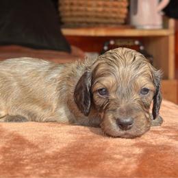 Baron - Cream male Dachshund puppy in Deming, New Mexico from FoxieDoxies of New Mexico