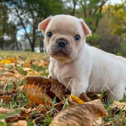Mr. Deeds - Cream male French Bulldog puppy in Tulsa, Oklahoma from EvergreenEliteKennel
