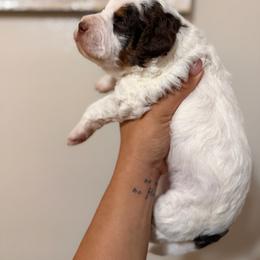 Jack - Tri-color male Bernedoodle puppy in Ocala, Florida from Bernedoodles of Florida