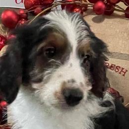1 - Black tri-color female Aussiedoodle puppy in Tenino, Washington from Silvercreek Aussies and Aussiedoodles