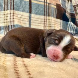 Dexter - Red tri male Miniature Australian Shepherd puppy in Sandy Hook, Kentucky from RidgeTop Aussies