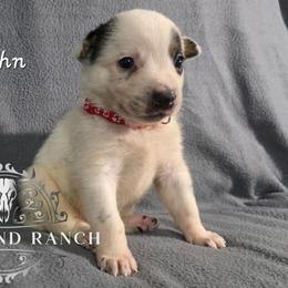 John - Blue male Australian Cattle Dog puppy in Silsbee, Texas from Rockin ND Ranch