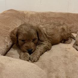 Rocky - Red  male Goldendoodle puppy in Sugarcreek, Ohio from True Hearted Doodles