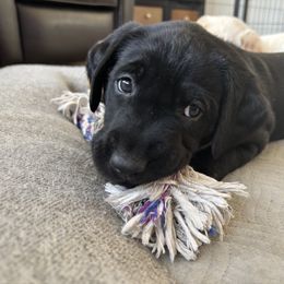 Labrador Retriever Puppies from Front Range Labradors LLC