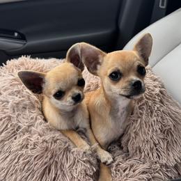 Chihuahua Puppies from Walley Farms
