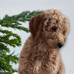 Poodles from Pipers Standard Poodles and Doodles