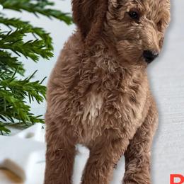 Poodles from Pipers Standard Poodles and Doodles