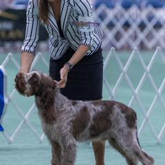 Spinoni Italiani from Millers Point Versatile Gun Dogs