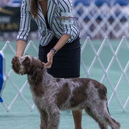Spinoni Italiani from Millers Point Versatile Gun Dogs