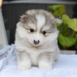 Kyzu - Silver male Pomsky puppy in Coos Bay, Oregon from Ocean View Pomskies