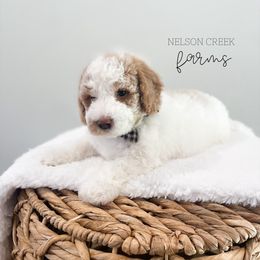 Henry - Parti male Maltipoo puppy in Huntsville, Texas from Nelson Creek Farms
