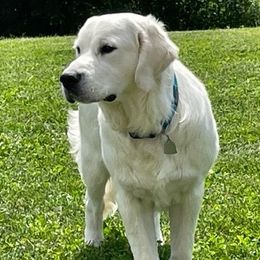 Beau - Golden Retriever