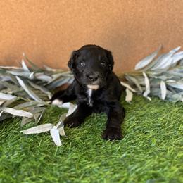 Winter - Black female Bordoodle puppy in Valley Center, California from Circle R Valley Bordoodls