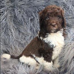 Jackson - male Newfypoo puppy in South Haven, Minnesota from Hidden Haven Poodles and Doodles