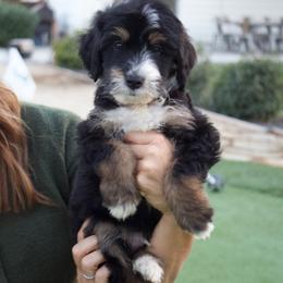 Pooh - Tri-color male Bernedoodle puppy in Yuba City, California from Ranch House Doodles