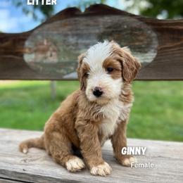 Ginny - Red female Bernedoodle puppy in Thatcher, New Mexico from Brush Fire Doodles