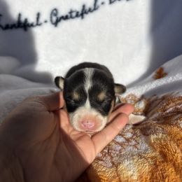Girl 1 - White and black female Pembroke Welsh Corgi puppy in Dugspur, Virginia from Camelot Corgis