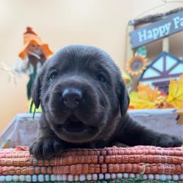Green - Chocolate male Labrador Retriever puppy in Heath Springs, South Carolina from Rich Hill Retrievers