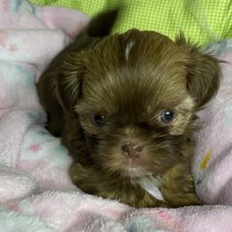 Girl 1 - Brindle female Shih Tzu puppy in Zeigler, Illinois from Dandy Little  Shih Tzu, Shih Poo's and Toy Poodles
