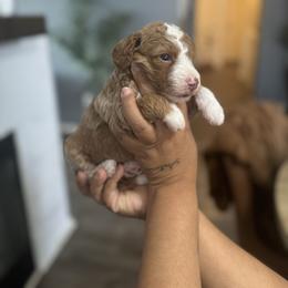 Waldo - Apricot male Poodle puppy in Hemet, California from Vallevistadoodles