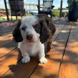 Marble - Piebald female Dachshund puppy in Hawley, Texas from Foxy’s Dachshunds & Toy Aussies