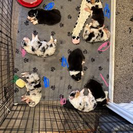 2 - Blue merle female Australian Shepherd puppy in Dayton, Ohio from Willowlake Australian Shepherds