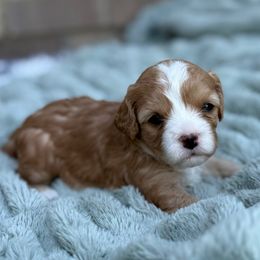 COCO - Sable and white female Cavachon puppy in Draper, Utah from Cavachon Love Chocolate Cavaliers, Cavaliers, Cavachon’s, Cavapoos