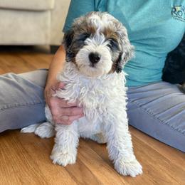 Crush - Tri-color male Bernedoodle puppy in Roy, Utah from Doodles are Amazing