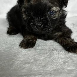Truffle - Black gold and white female Shihpoo puppy in Millsap, Texas from Gaston’s Posh Poodles and Doodles