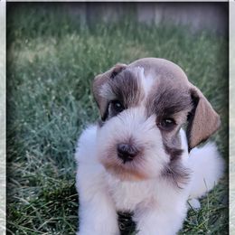 Stewart - Parti male Miniature Schnauzer puppy in Saratoga Springs, Utah from Happy Beard Schnauzers