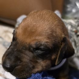 Girl 1 - Rd whtn blk nose female Rhodesian Ridgeback puppy in Erie, Pennsylvania from Anjari's Ridgebacks