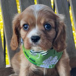 Only boy - Ruby male Cavalier King Charles Spaniel puppy in Graysville, Tennessee from Country Goldens and Mountain Top Cavaliers