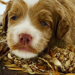 Aussiedoodles, Bernedoodles, Cockapoos, and Goldendoodles from Jackson County Doodles