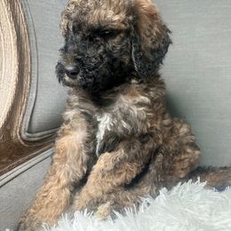 Poodle Puppies from Woofadoodles