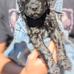 White Collar - Black female Goldendoodle puppy in Olympia, Washington from Sinclairdoodles