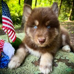 Max - Red and white male Siberian Husky puppy in Union Grove, Alabama from Southern Siberian Life