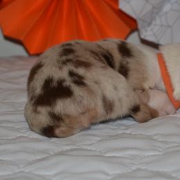 Australian Shepherd and Golden Retriever Puppies from Edge Farm LLC