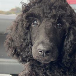 Reva - Black Poodle puppy in Arkansas from Blackwood Poodles