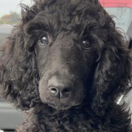 Reva - Black Poodle puppy in Arkansas from Blackwood Poodles