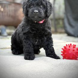 Labradoodle and Poodle Puppies from Caris Paws Poodles and Doodles