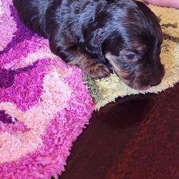 Daisy - Black and cream female Dachshund puppy in Medina, Texas from Dachsunds On The River
