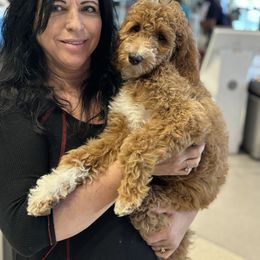 Bernedoodle, Goldendoodle, and Poodle Puppies from Poodle and Doodle Haven