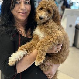 Bernedoodle, Goldendoodle, and Poodle Puppies from Poodle and Doodle Haven
