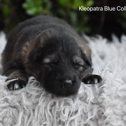 Blue collar Male - Sable male German Shepherd puppy in Mariana, Florida from Haus M Godwin