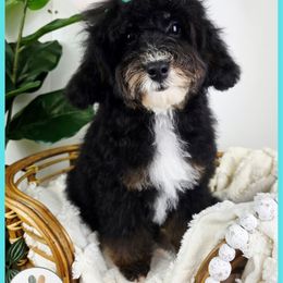 Mint Collar Female - Black tri-color male Aussiedoodle puppy in Grand Rapids, Michigan from The Kindred K9