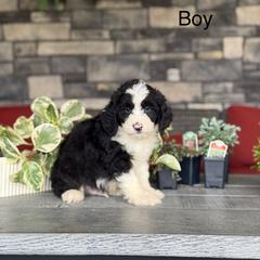 Dallas - Black male Double Doodle puppy in Millersburg, Ohio from T Sanctum