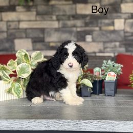 Dallas - Black male Double Doodle puppy in Millersburg, Ohio from T Sanctum